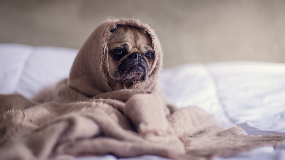 Pet Insurance For Pre Existing Conditions